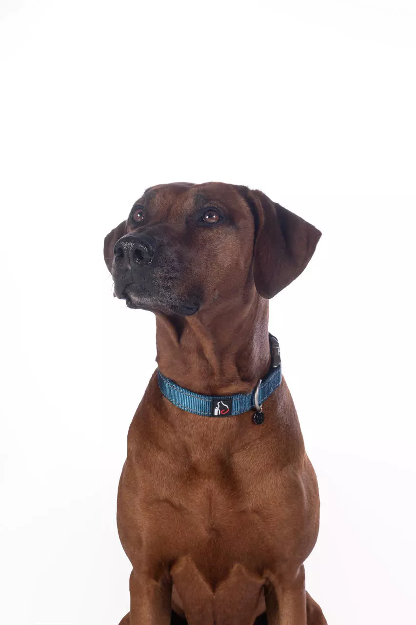 HKM Hundehalsband -Anam Cara- Nylon