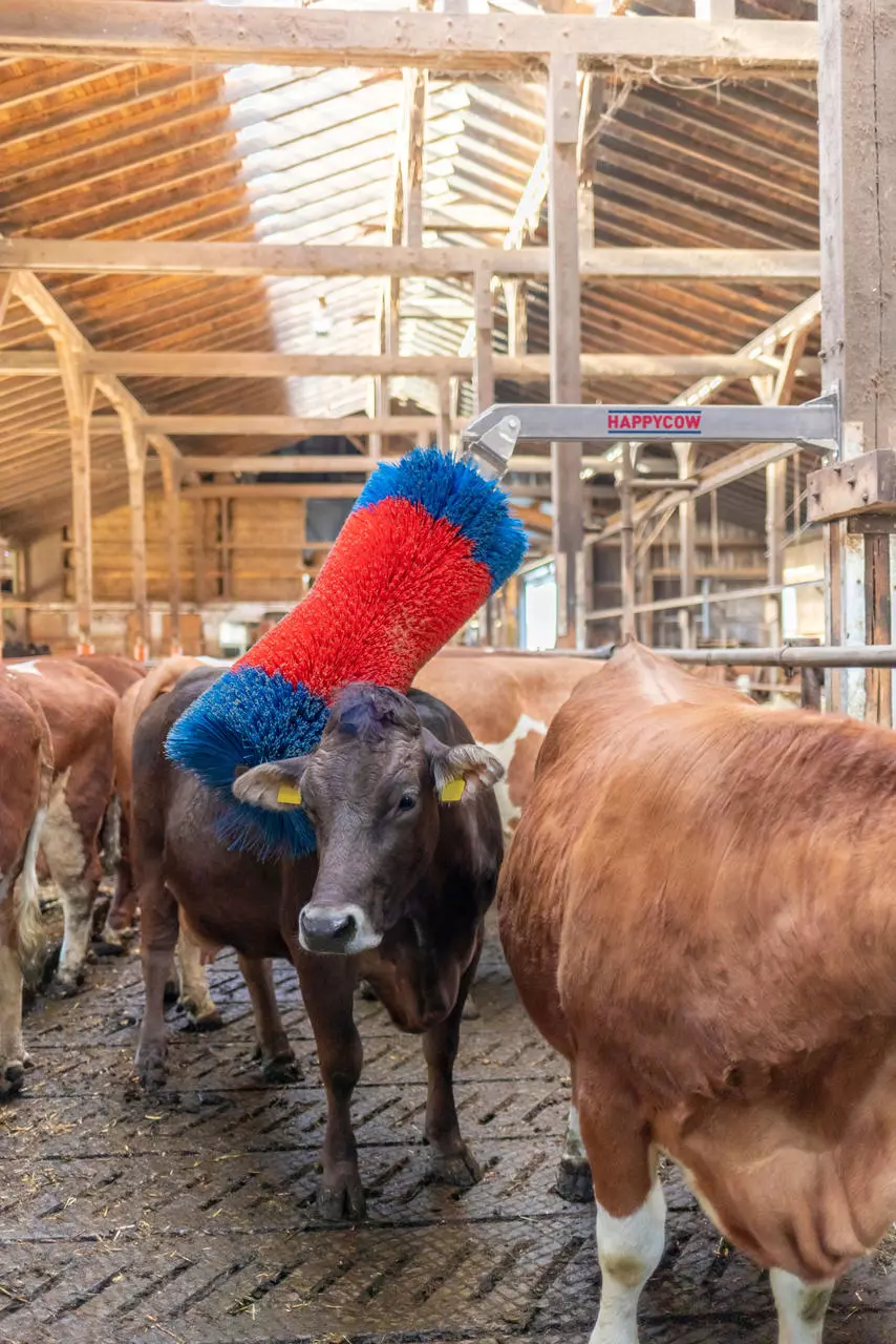 Kerbl Viehbürste HAPPYCOW Free Maxi