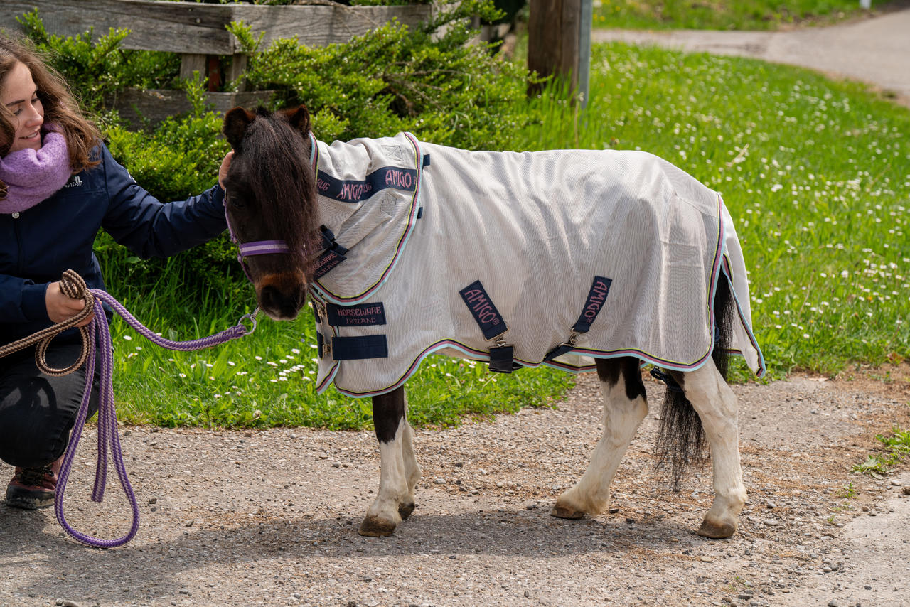 Horseware Chemise Anti-Mouches Pour Petite Amigo® Bug Rug Horseware Chemise Anti-Mouches Pour Petite Amigo® Bug Rug