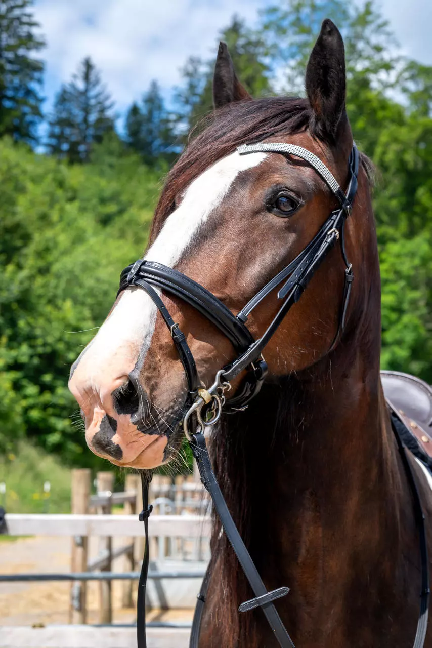 QHP Trense Elegance Kaltblut