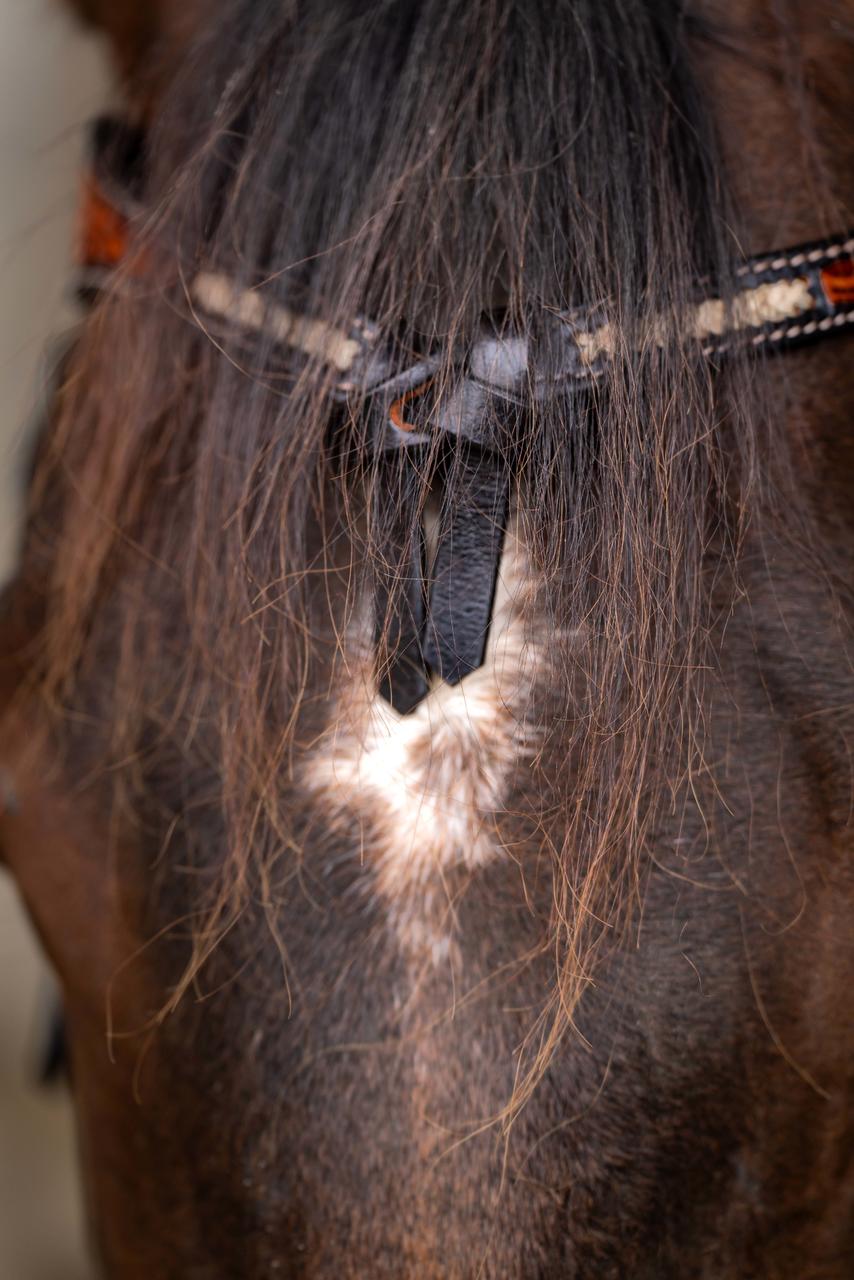 Western Imports Westerntrenszaum Horseman's Tack