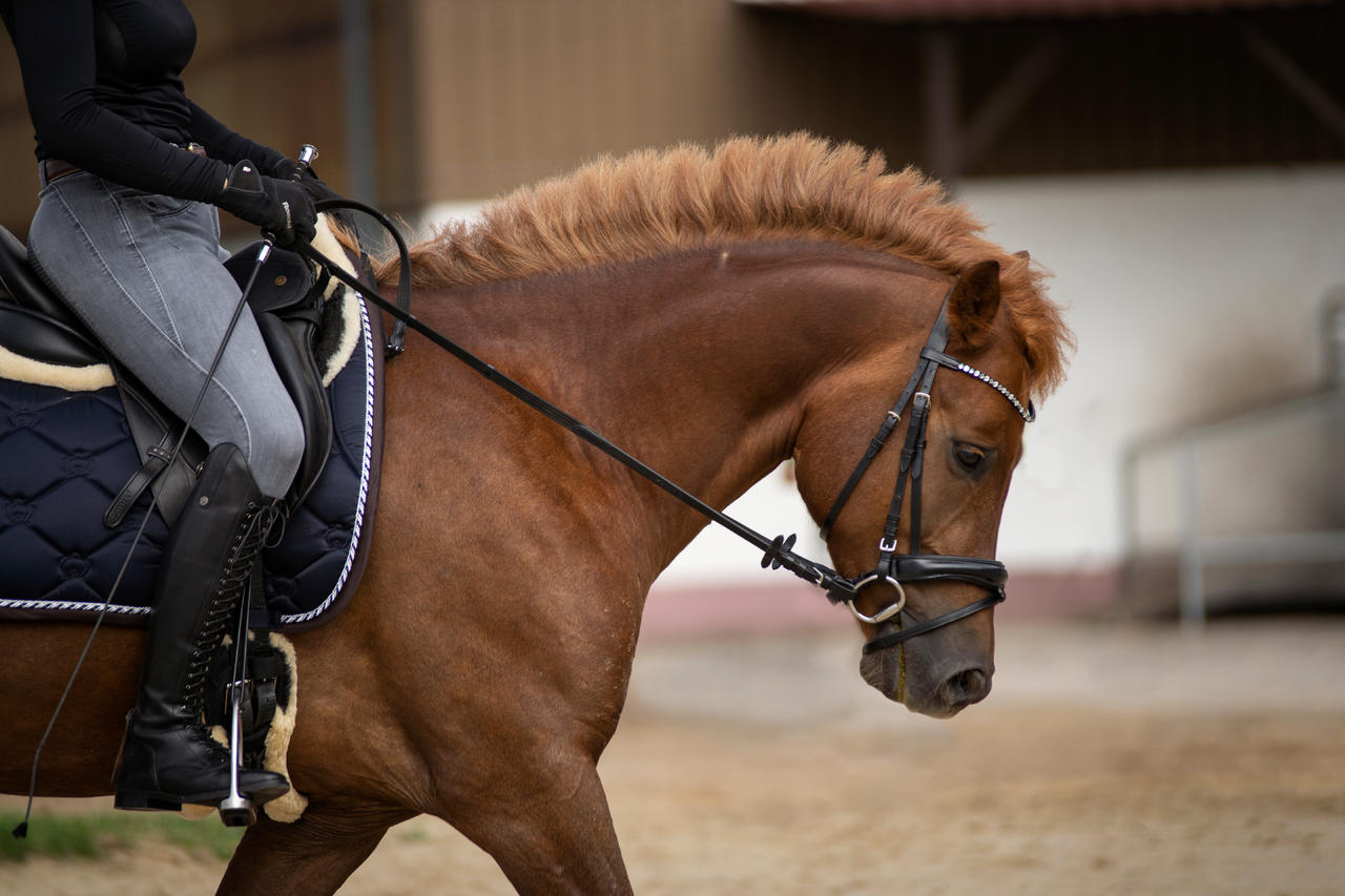 Busse Stivali da equitazione in pelle Laval - nero