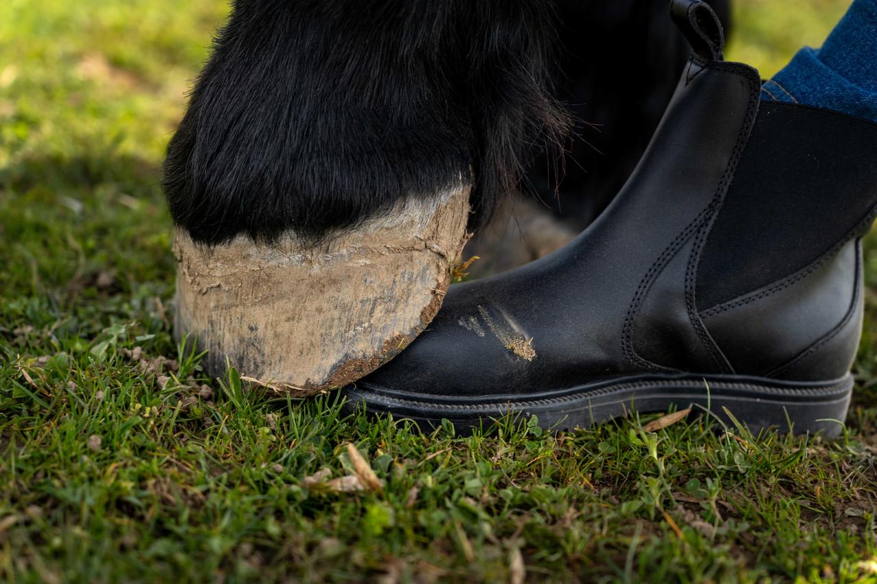 ELT Jodhpurstiefelette Secura