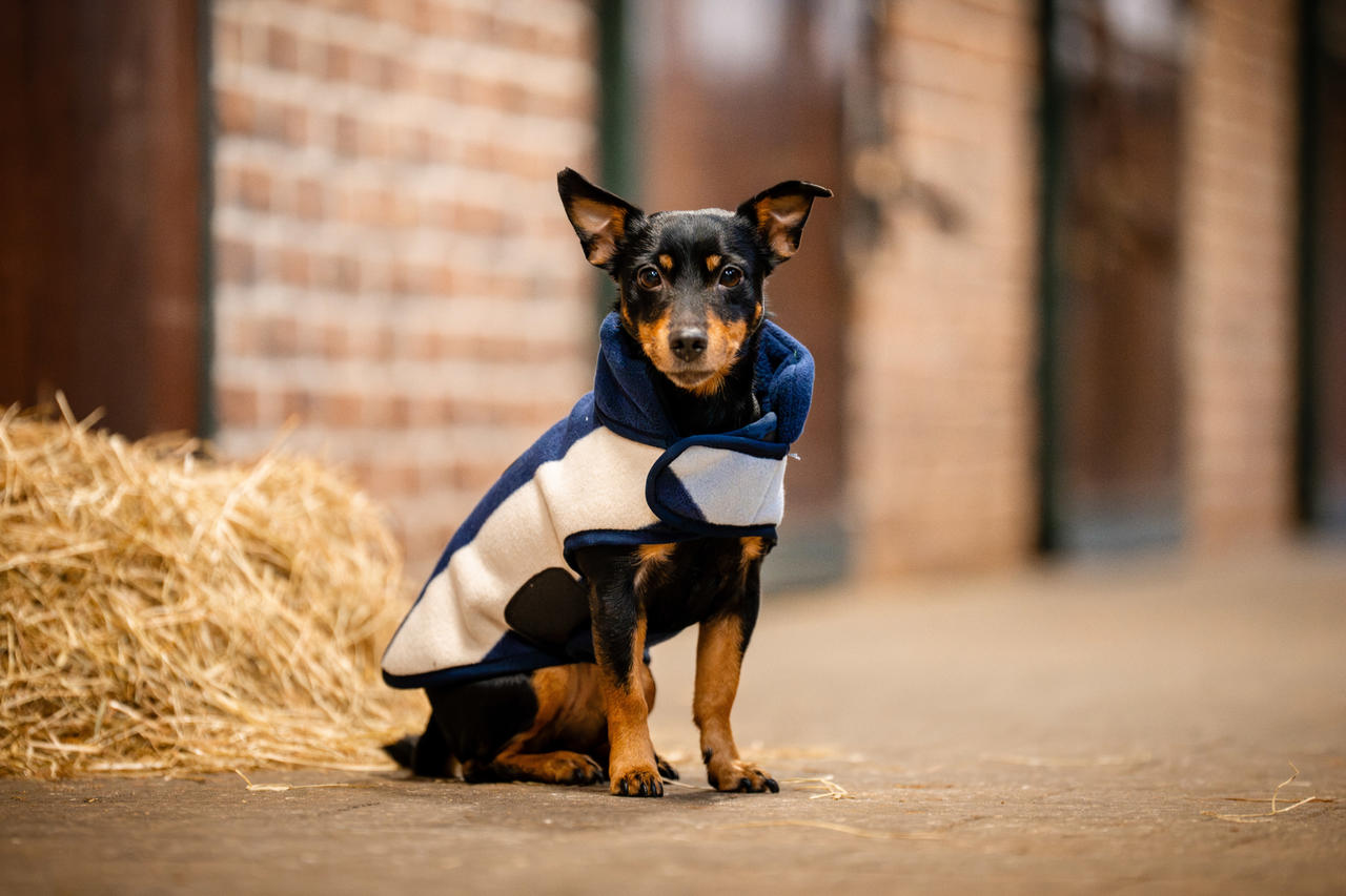 Horseware Pile per cani firmato