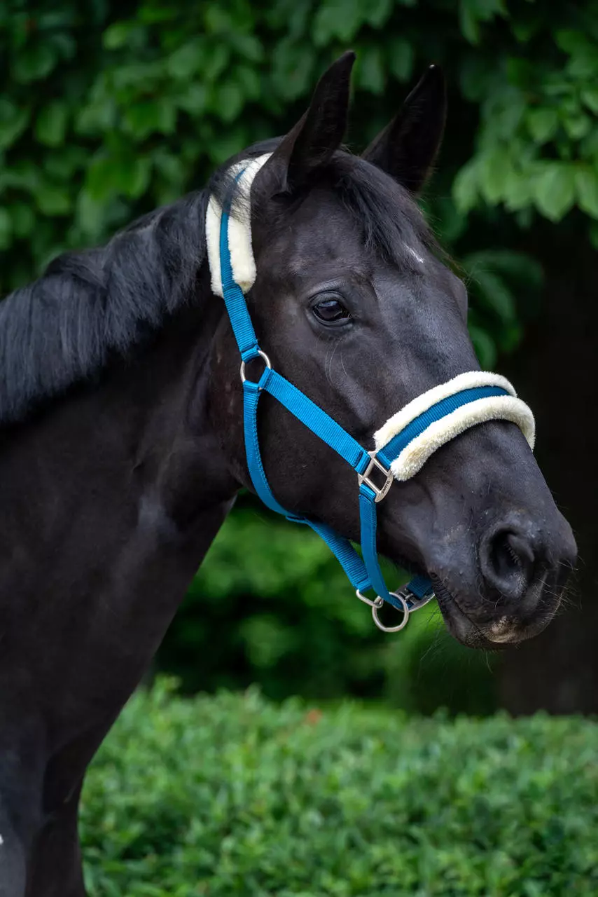 WAHL-Hausmarke Halfter Basic Plüsch