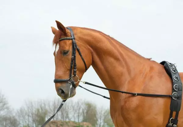 Ausbindezügel ohne Gummiringe