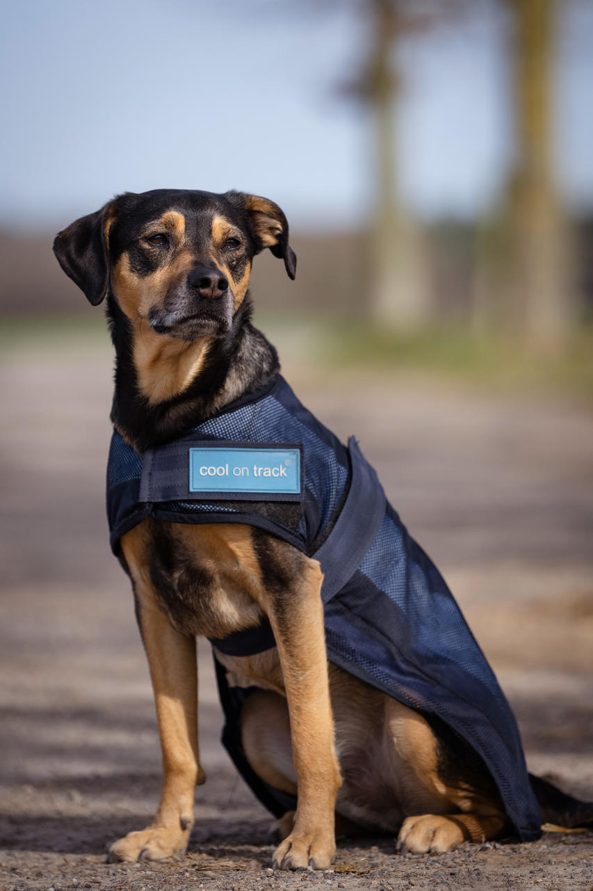 Cool on Track Cappotto rinfrescante per cani