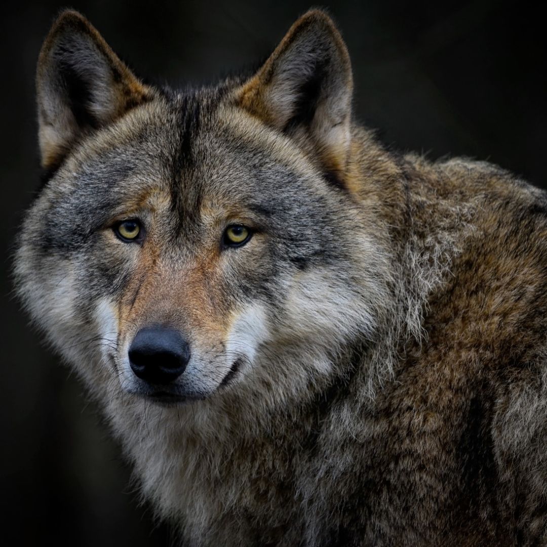 Wild- & Wolfsabwehr