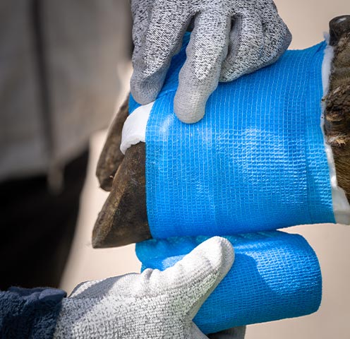 Startseite_Klauenpflege_(1)