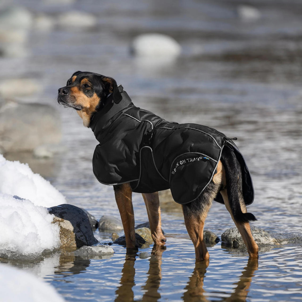 Back on Track Cappotto invernale BAY per cani, Hightail