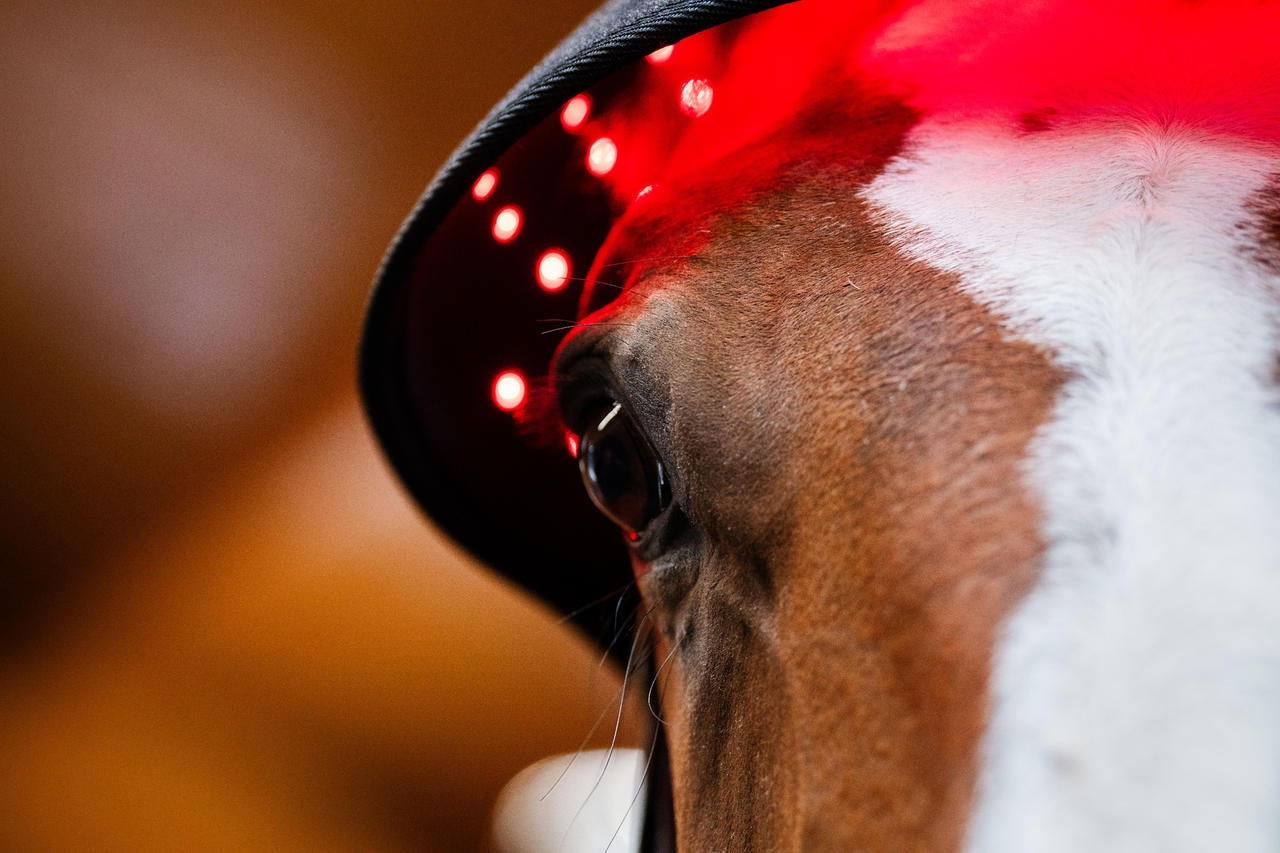Horseware Cappuccio per sondino con luce rossa a LED