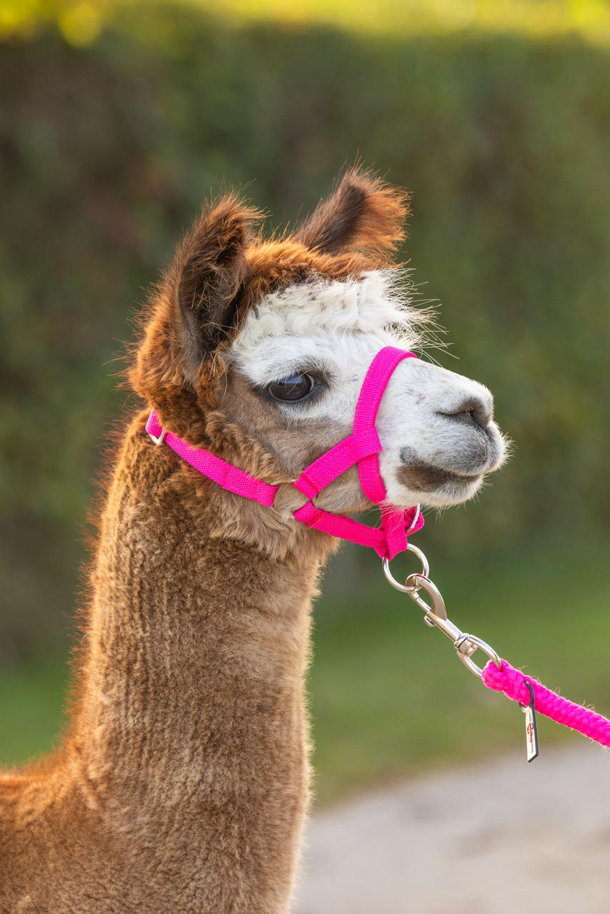 Kerbl Cavezza per Alpaca