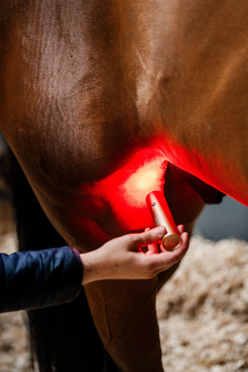 Horseware Dispositivo per terapia a luce rossa LED