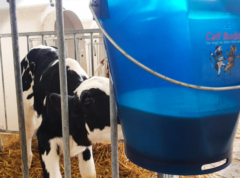 Hiko Calf Buddy-Kälbertränkeimer CB1 - 9l