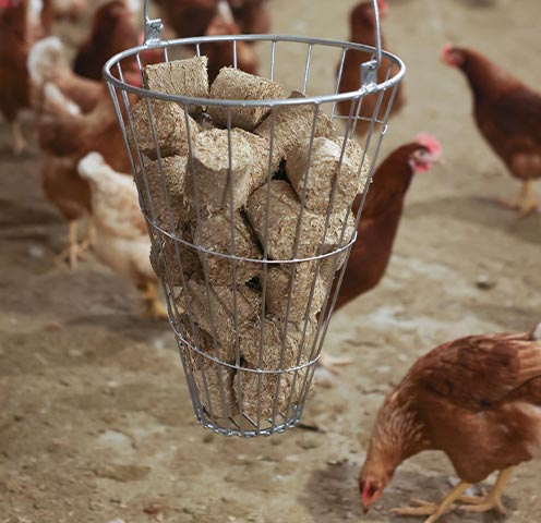 Startseite_Geflgel_Ergnzungsfutter