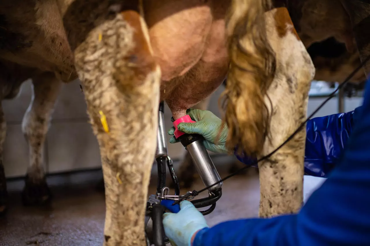 UDDER TECH Zitzengummi-Adapter MILK EASY Standard