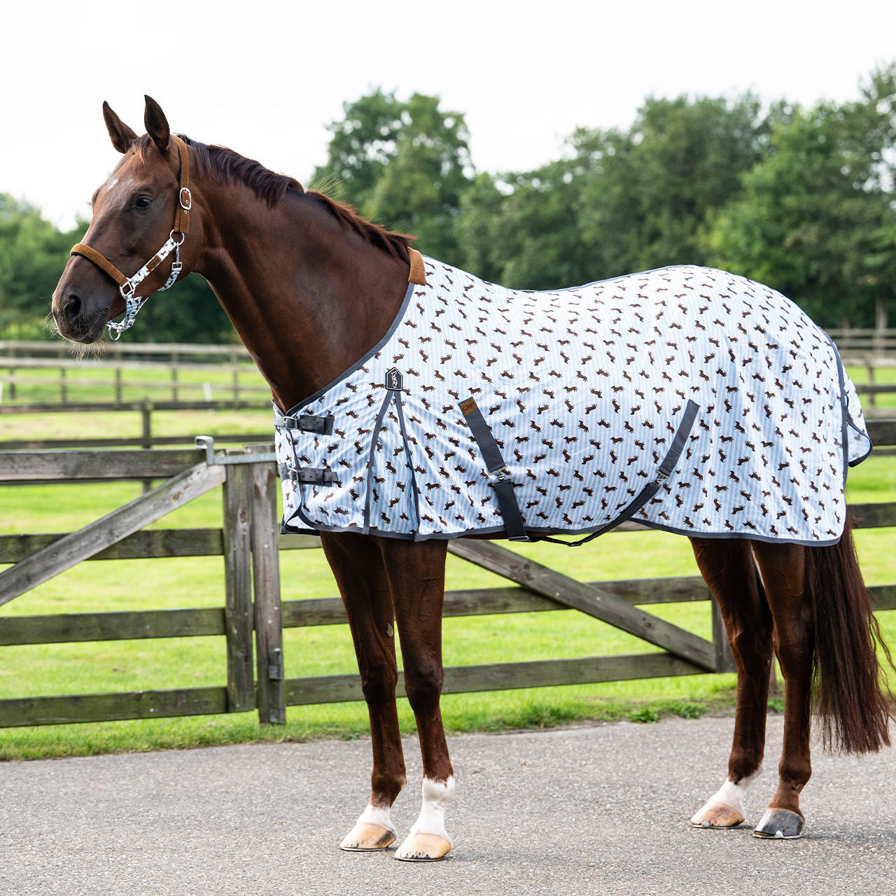 QHP Chemise anti-mouches Stable Buddy QHP Chemise anti-mouches Stable Buddy