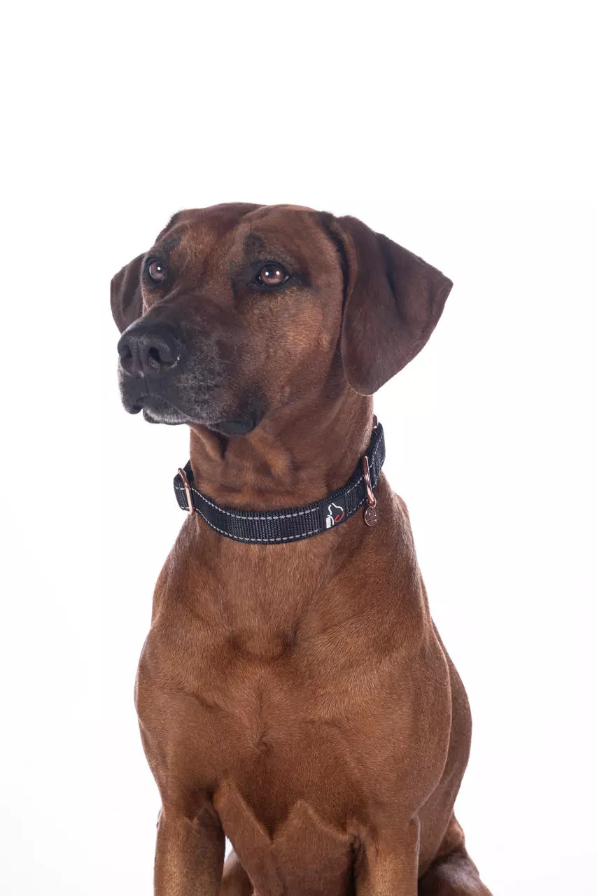 HKM Hundehalsband -Anam Cara- Nylon
