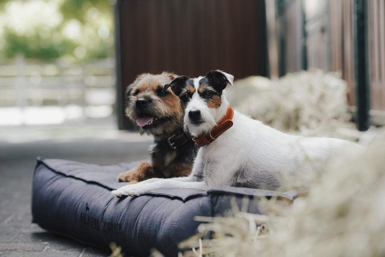 Eskadron Hundehalsband CRAFT