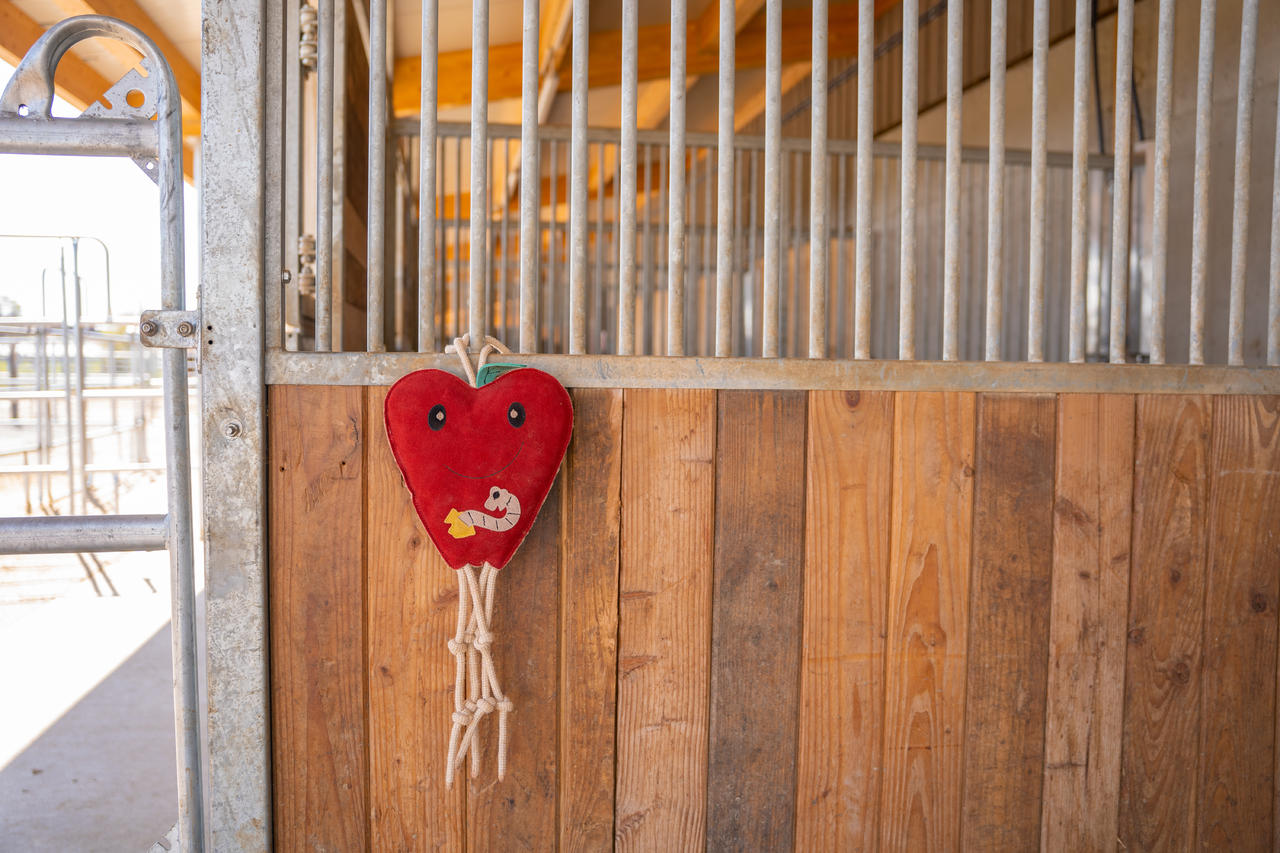 QHP Cavallo giocattolo mela