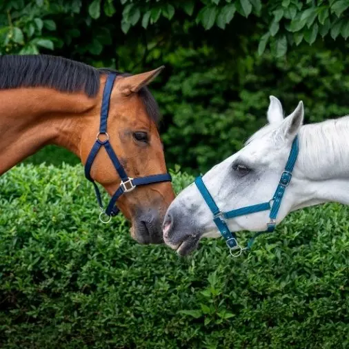 Halfter und Stricke