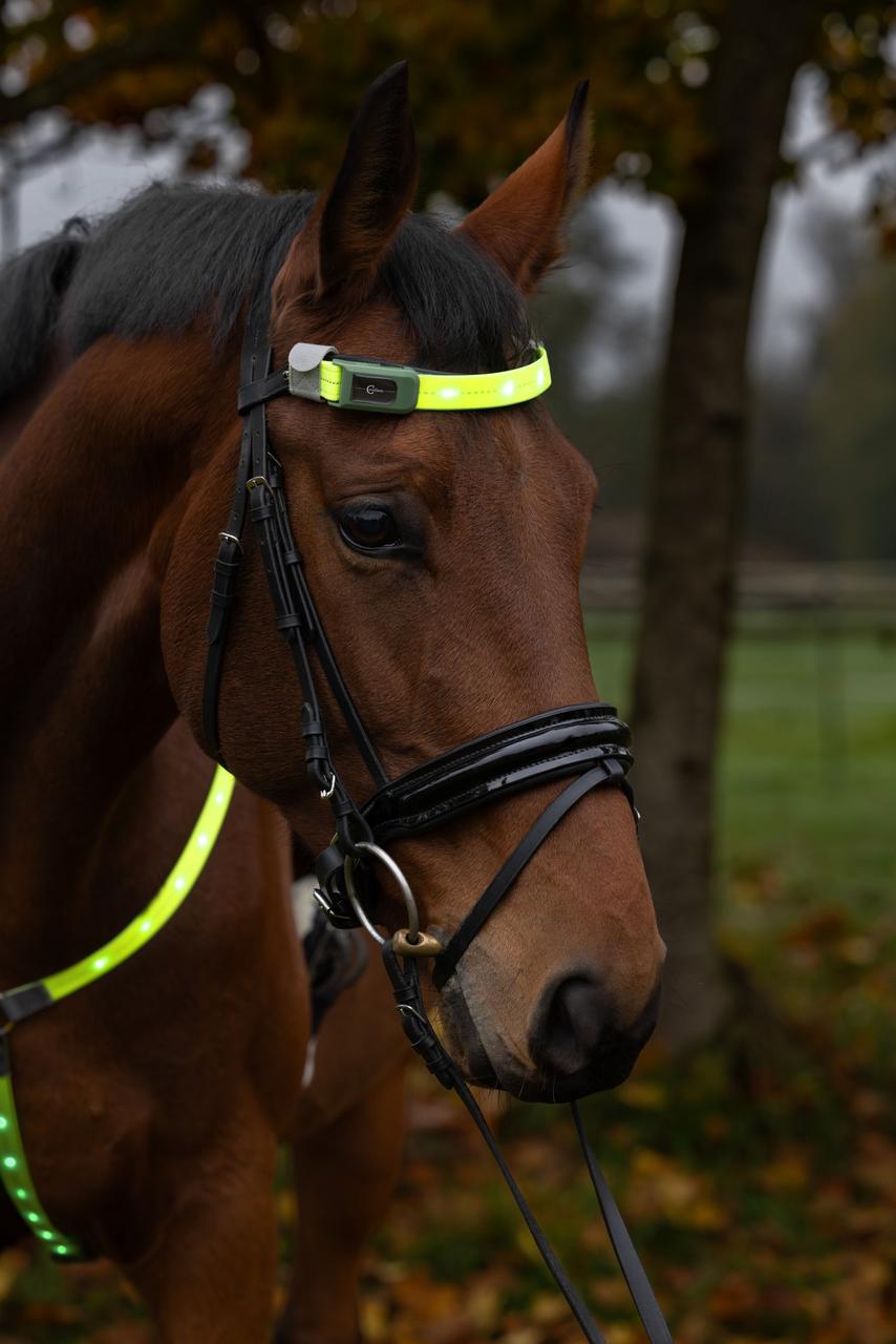 Covalliero Frontalino LED