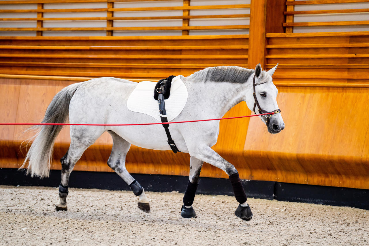 Horseware Briglia multiuso Micklem 2