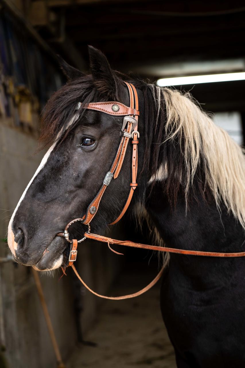 XL-Westerntrenszaum Rawhide Braided