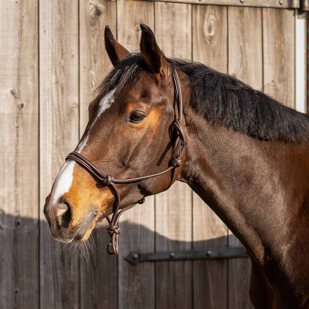 QHP Licol à nœuds en cuir Liberta