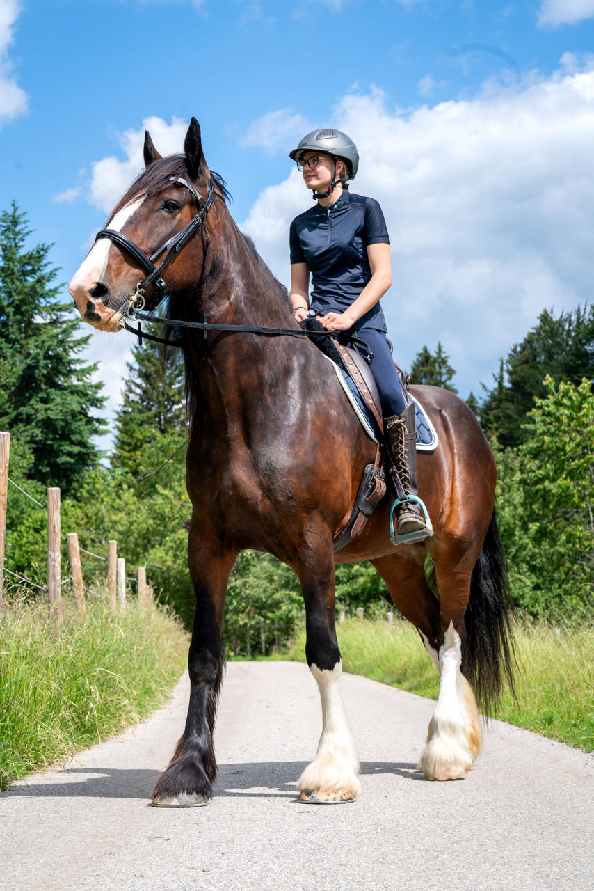 QHP Testiera Elegance per cavalli da tiro