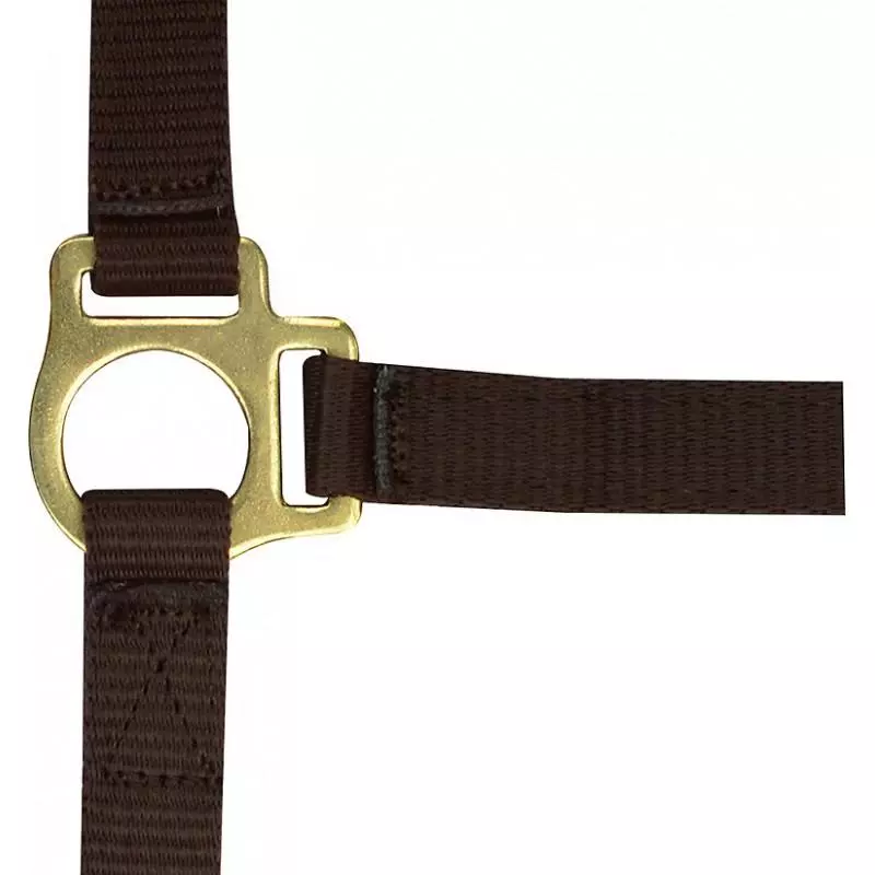 Norton Fohlenhalfter + Strick