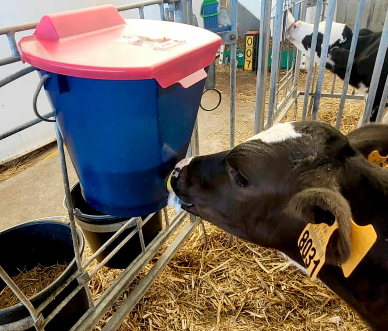 Hiko Deckel für Calf Buddy 1 Tränkeeimer