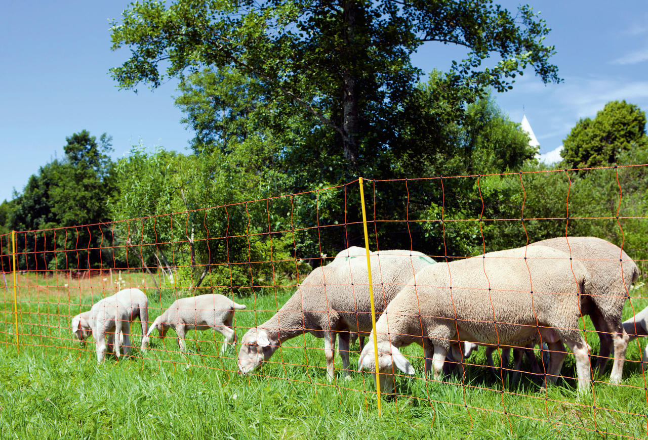 AKO OVINET – rete per ovini, alta 108 cm