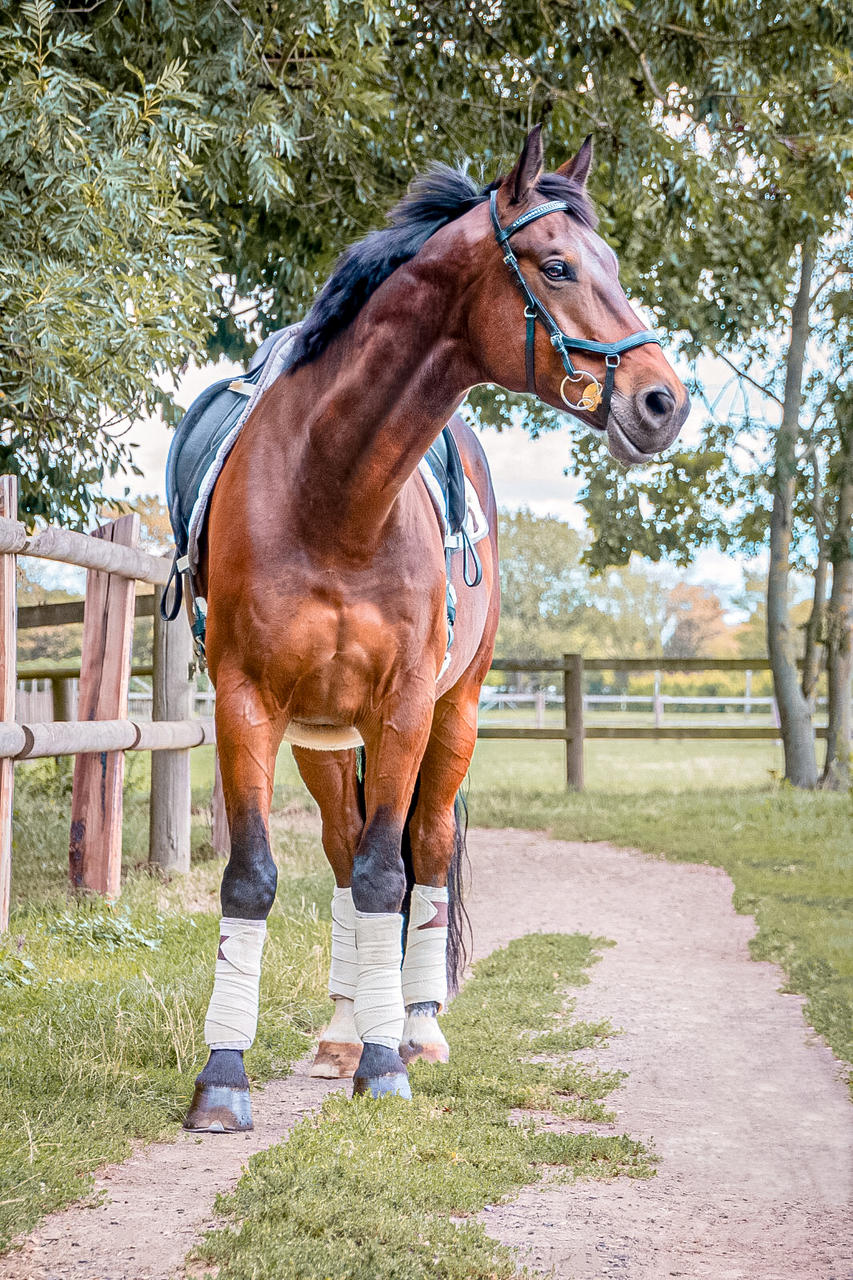 Horseware Concorso Rambo Micklem Diamante
