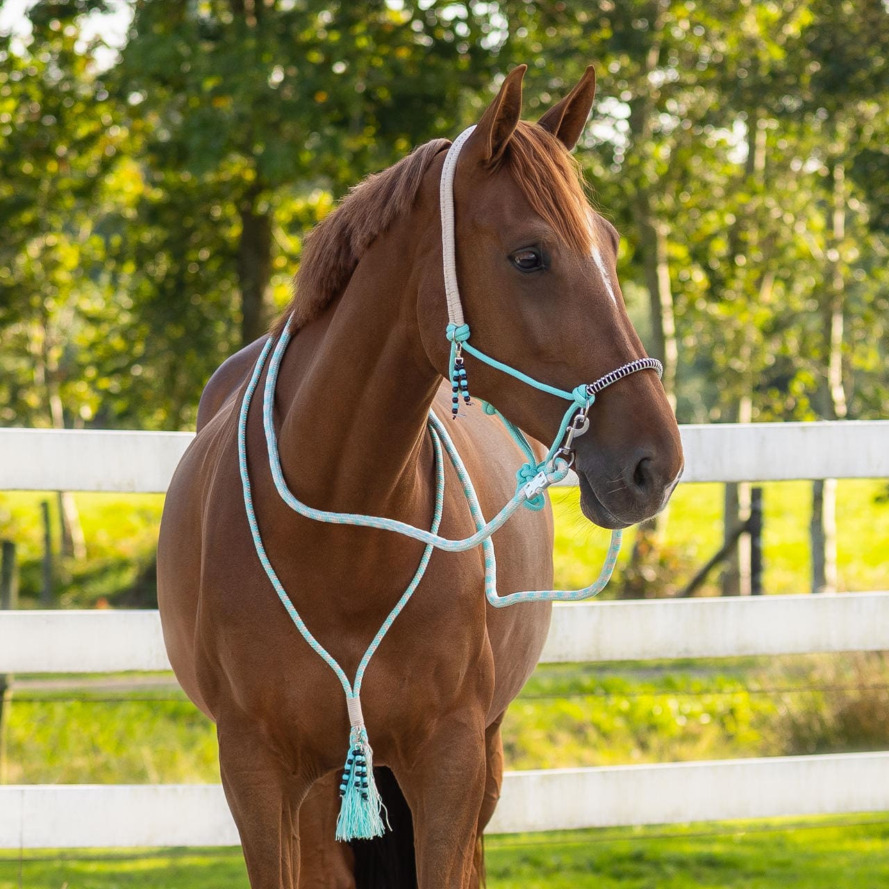 QHP Knotenhalfter Set Liberty