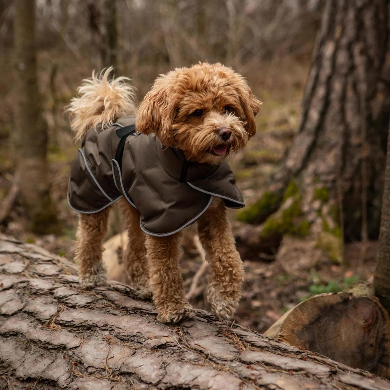 Back on Track BAY Wintermantel für Hunde, Hightail