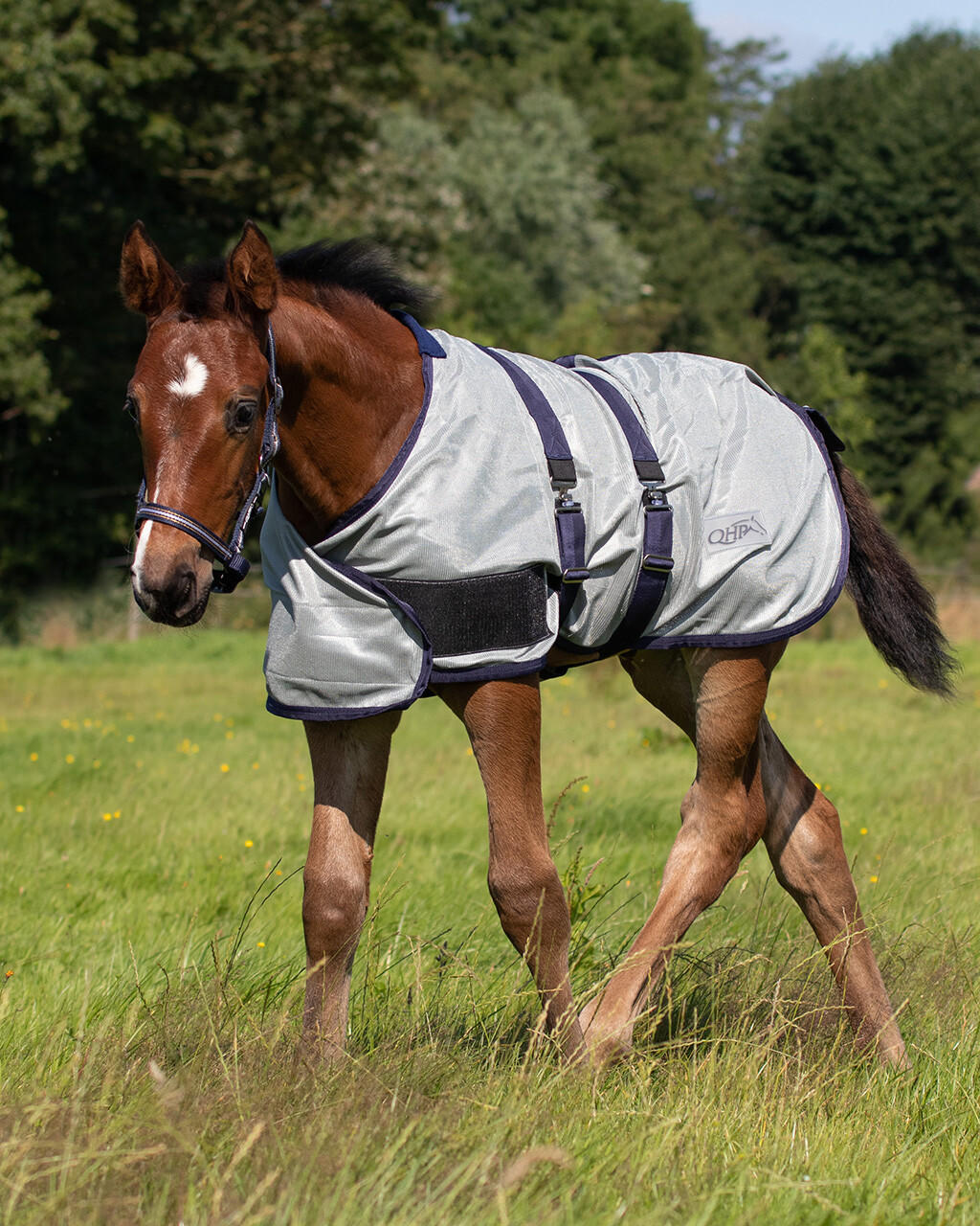 QHP Coperta antimosche per puledri