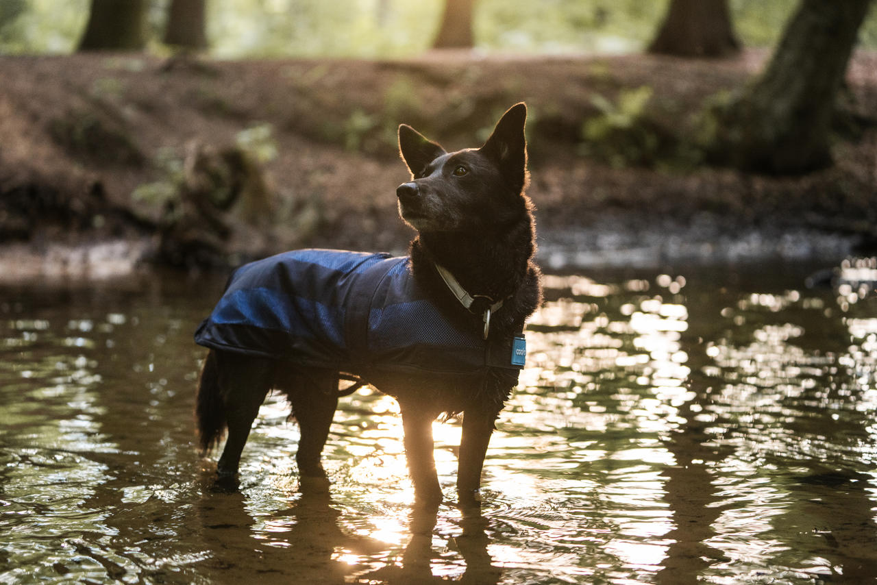 Cool on Track Cappotto rinfrescante per cani
