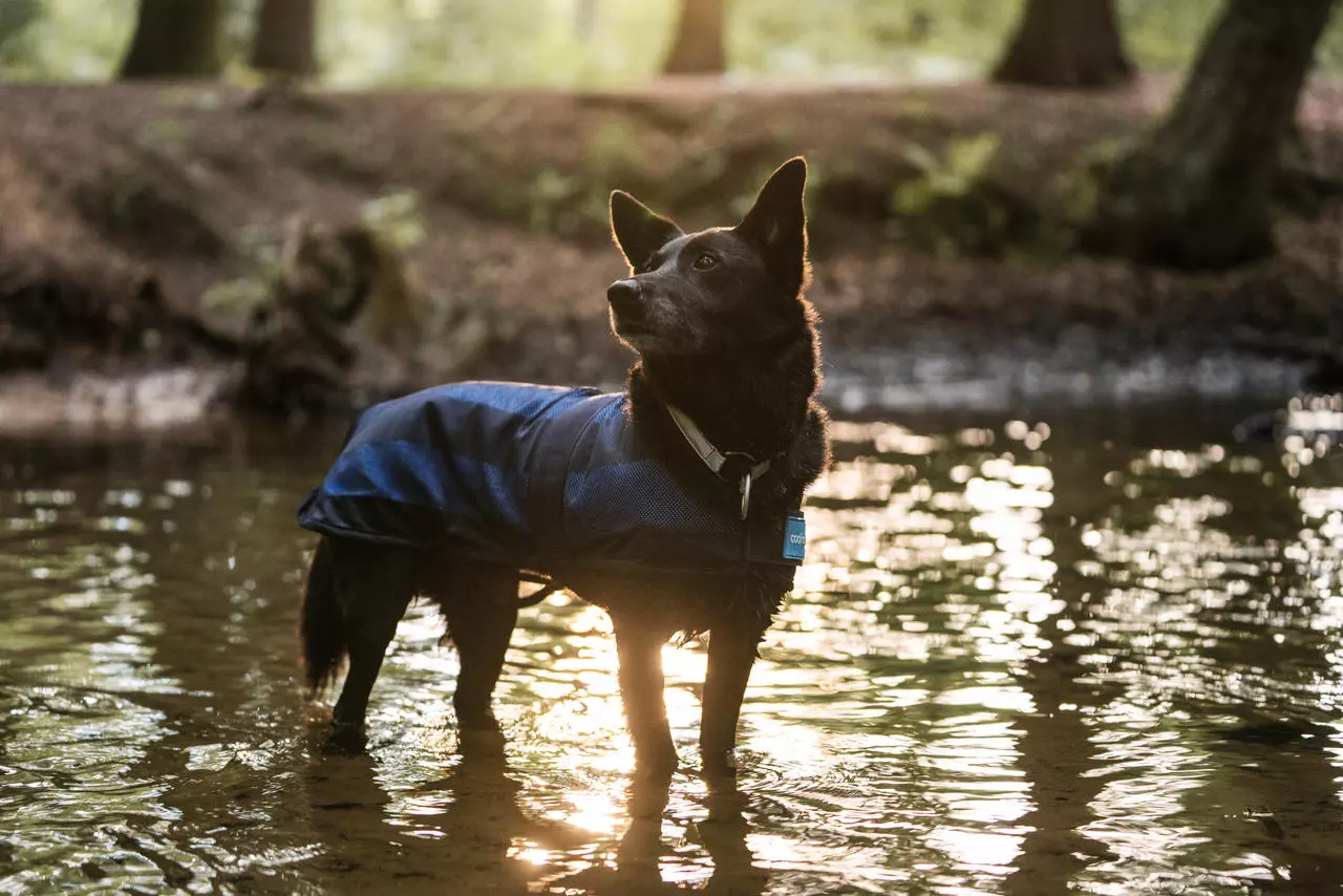 Cool on Track Cooling Hundemantel