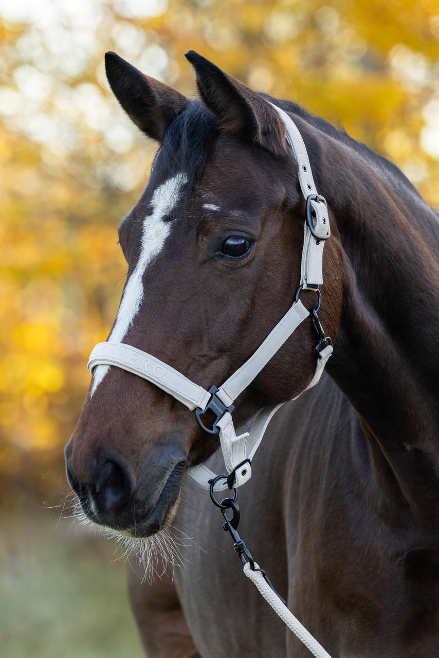 Covalliero Halfter