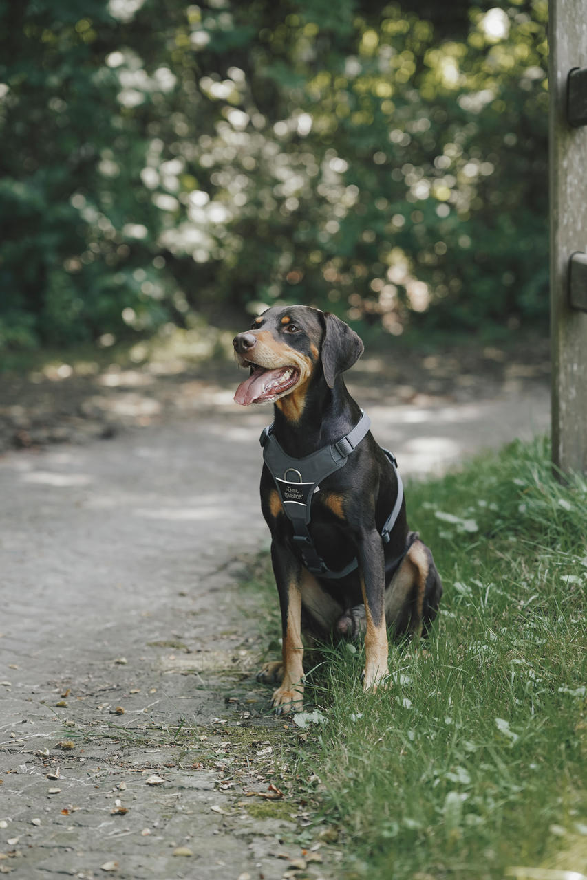 Eskadron Hundegeschirr MOTION REFLECT