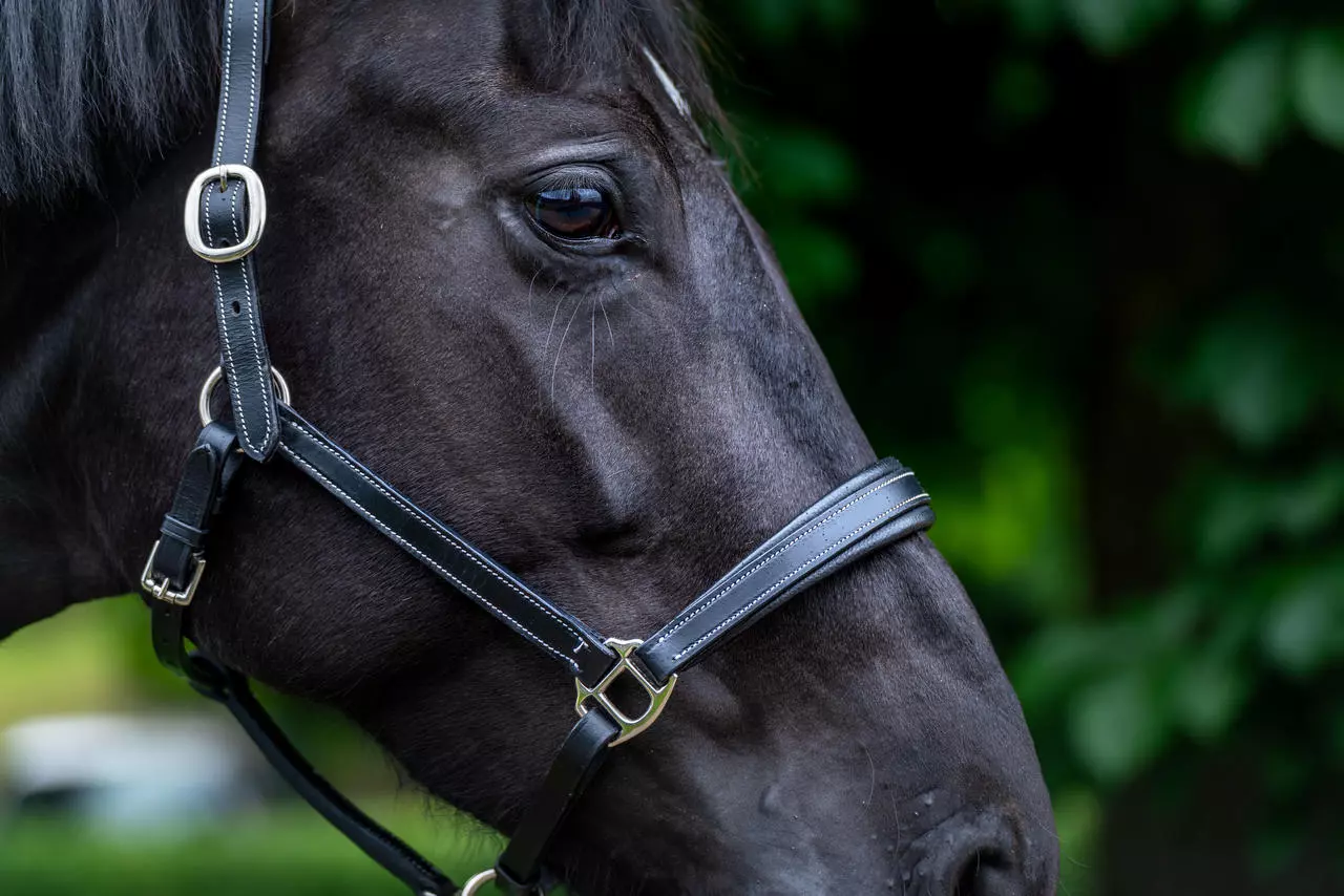 WAHL-Hausmarke TenderMe Lederhalfter