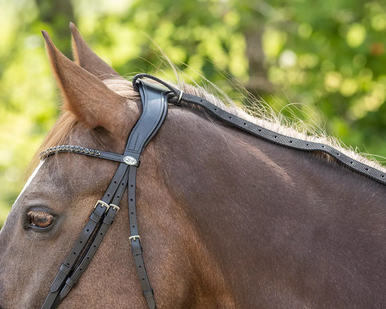 QHP Anti-Weide-Zügel