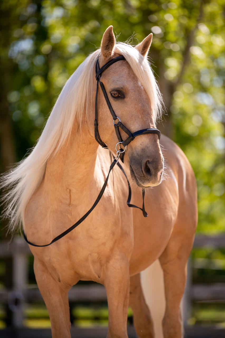 F.R.A. Gebissloser Zaum pardoes » Farbe: schwarz, Größe: Pony