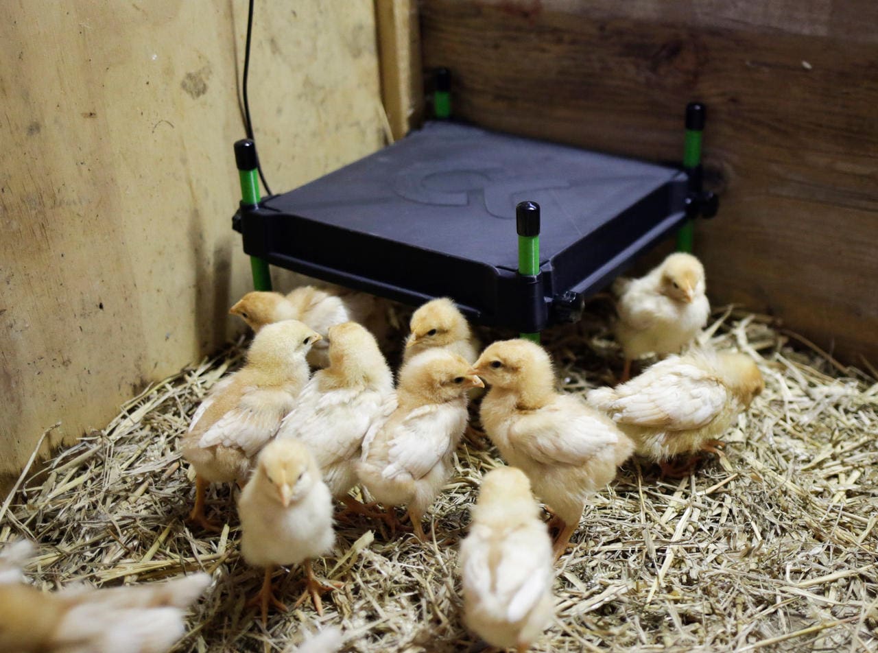 Kerbl Plaque chauffante CosyHeat pour poussins - 50W