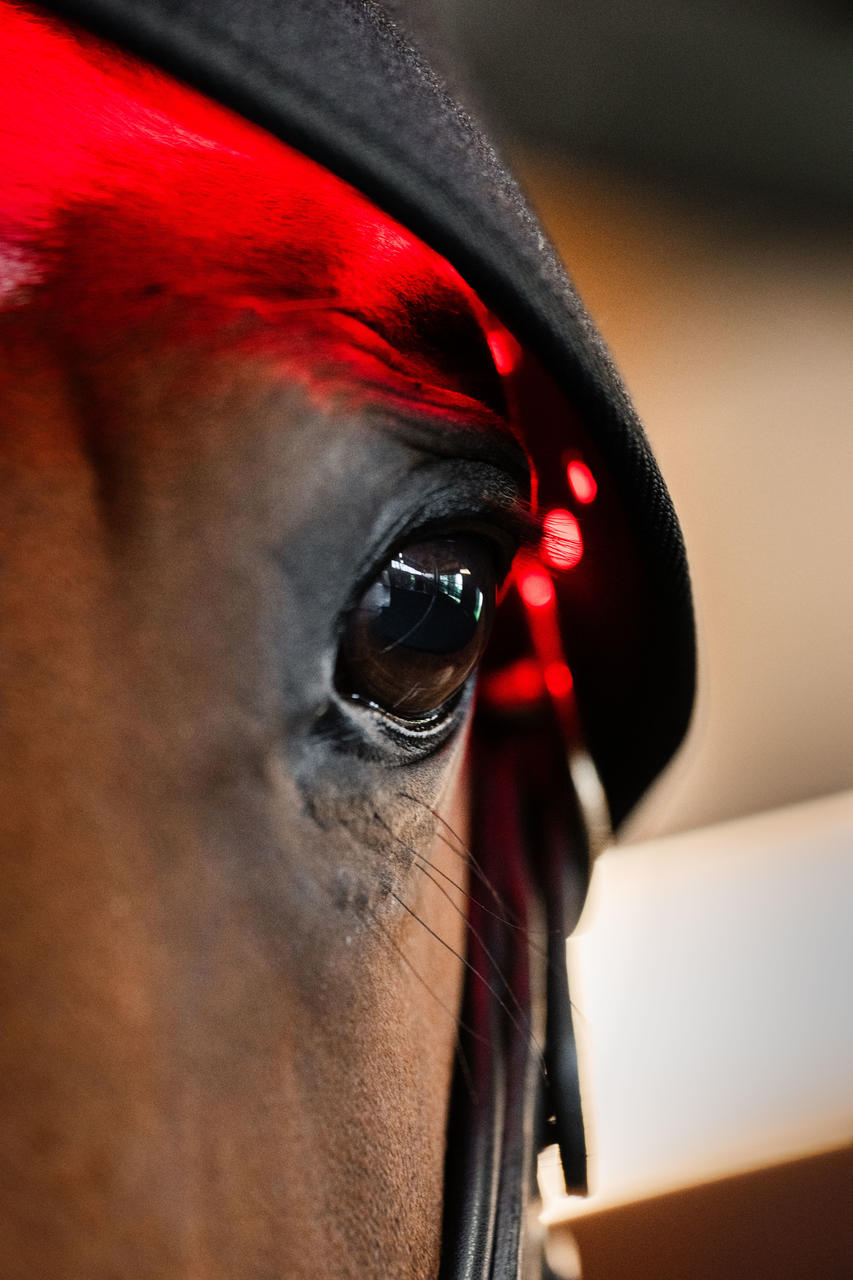 Horseware Cappuccio per sondino con luce rossa a LED