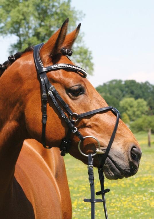 Hans Melzer Snaffle Valluhn, messicano