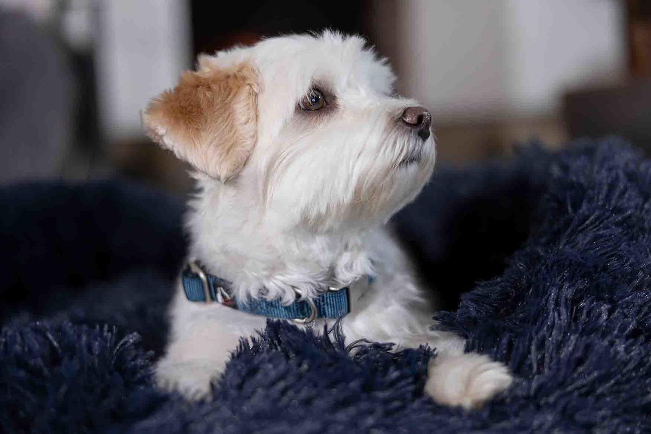 HKM Collare per cani -Anam Cara- Nylon