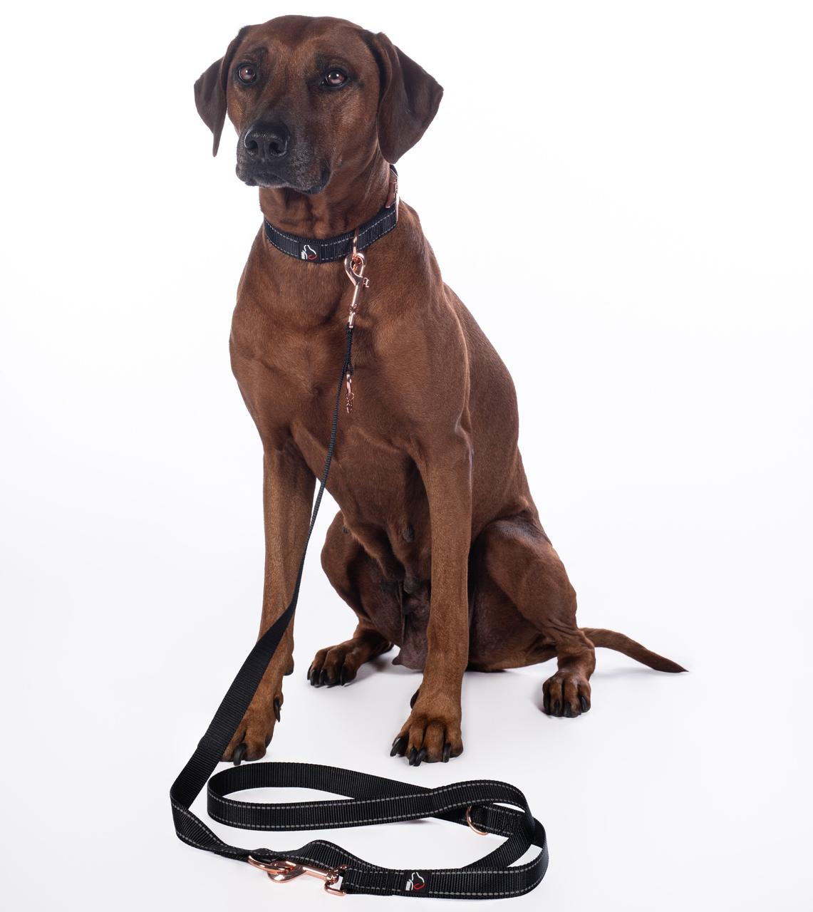 HKM Laisse de dressage pour chiens -Anam Cara- Nylon