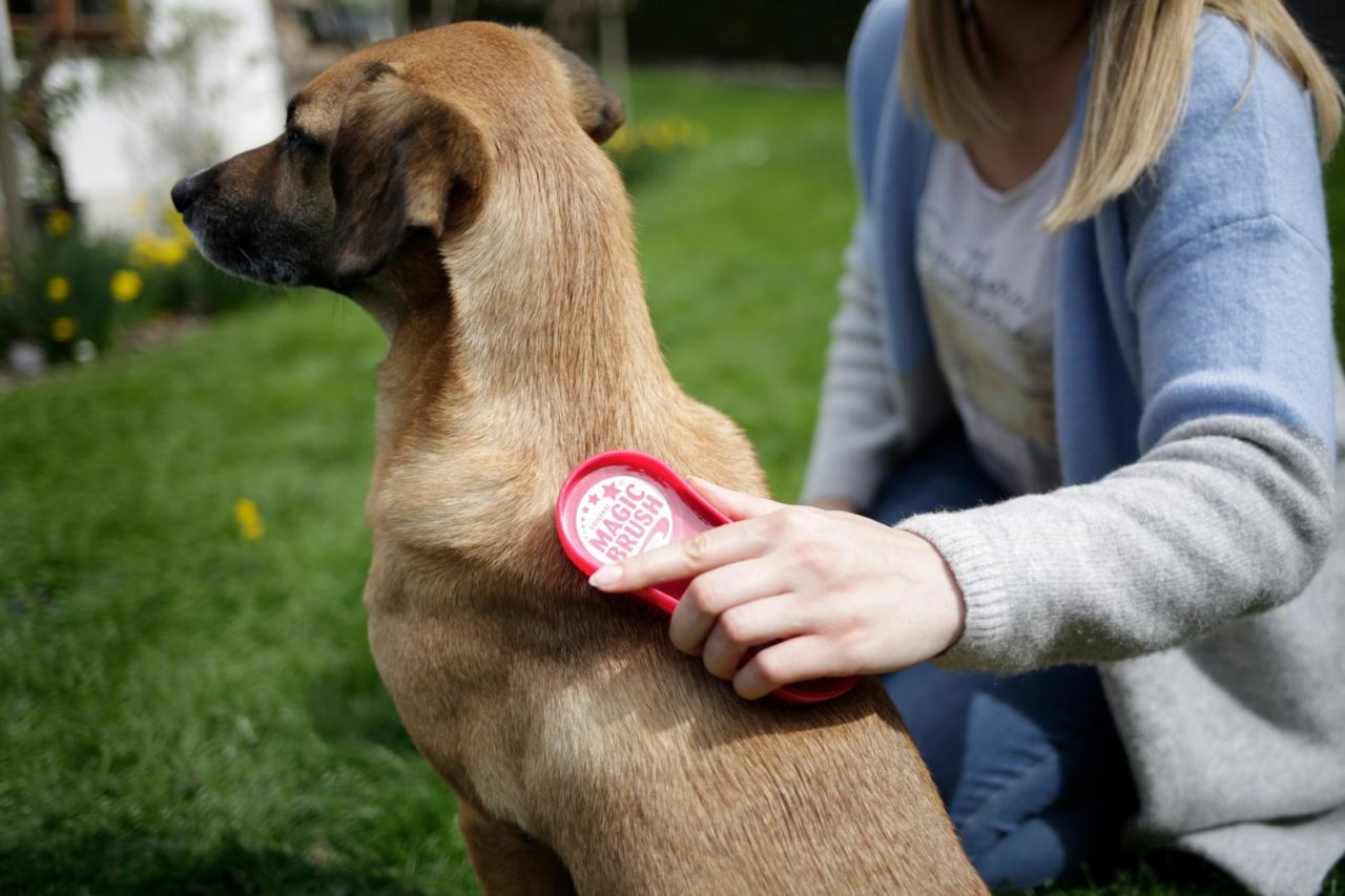 MagicBrush Brosse pour chiens